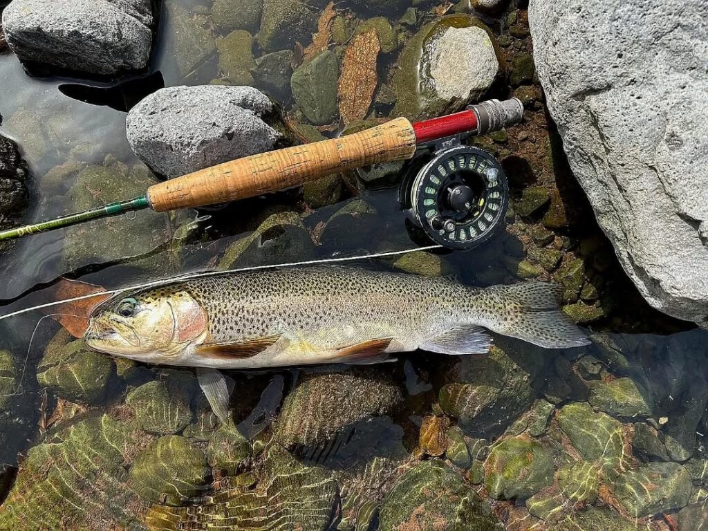 Trout fishing madeira island freshwater