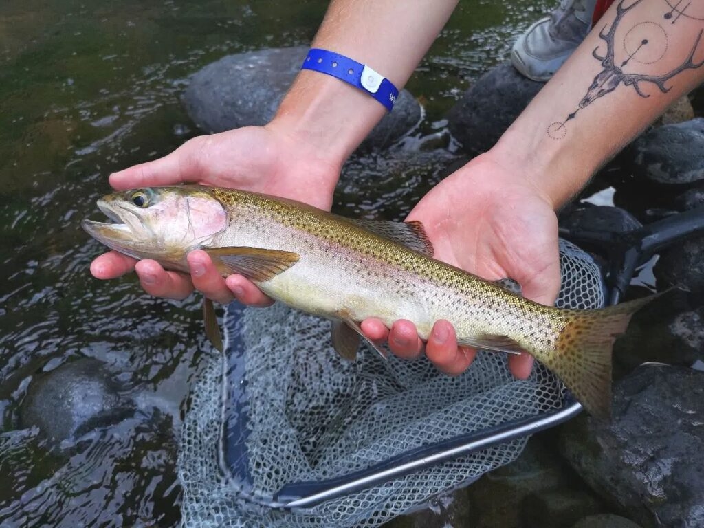 Trout fishing madeira island freshwater